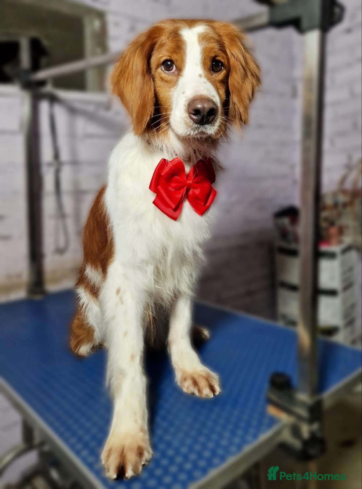 Brittany Spaniel dogs RESERVED - Elvis, Brittany Cross, aged 1 in Bedford - Advert 1