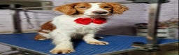 Brittany Spaniel dogs for adoption: RESERVED - Elvis, Brittany Cross, aged 1 in Bedford - Advert 1