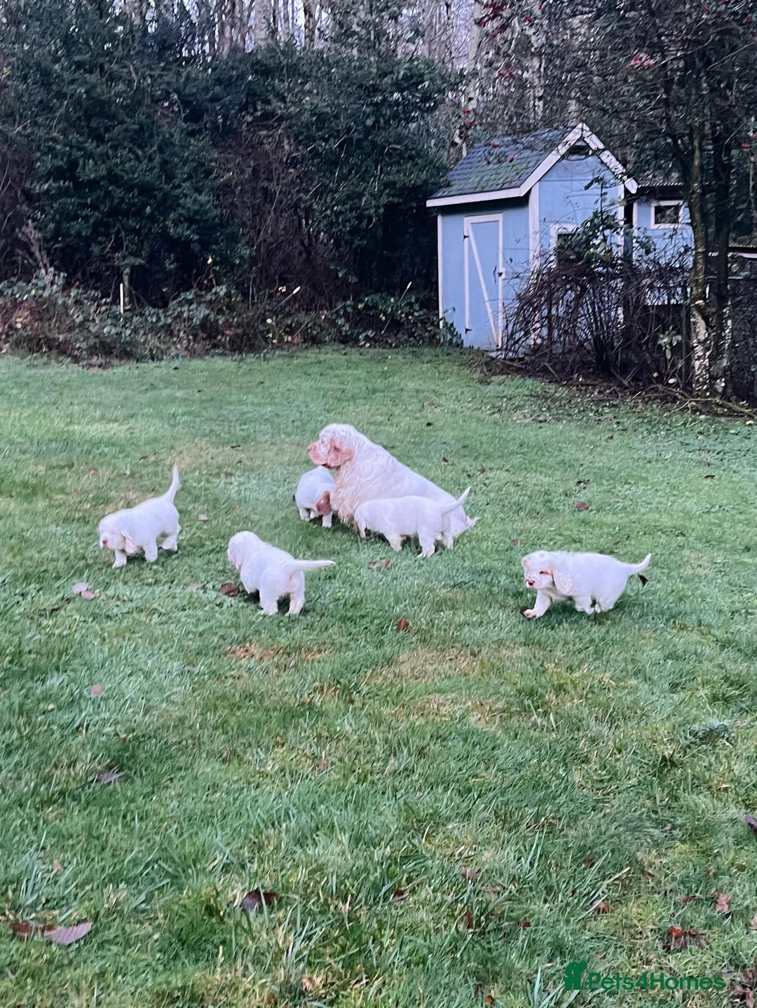 Clumber Spaniel dogs for sale: affectionate Clumber Spaniel to join your family - Advert 2