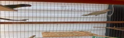 Lovebirds birds for sale: Baby Love Birds🦜 in Flint - Advert 9