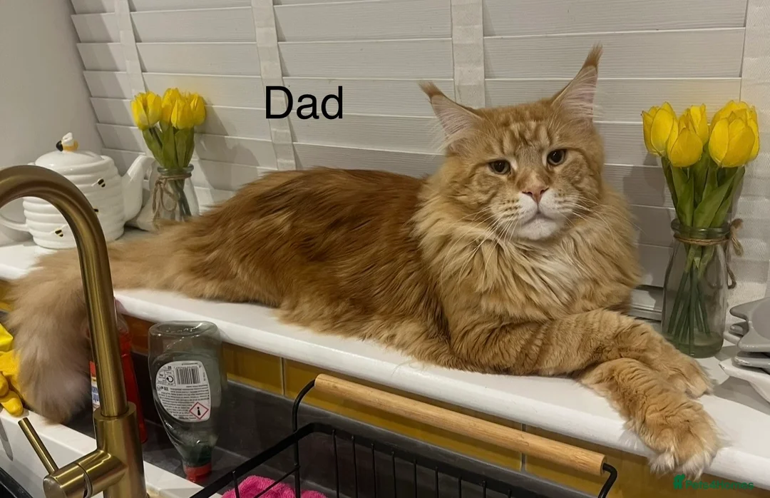 Maine Coon cats for sale: Beautiful and healthy litter of Maine coon kittens - Advert 2