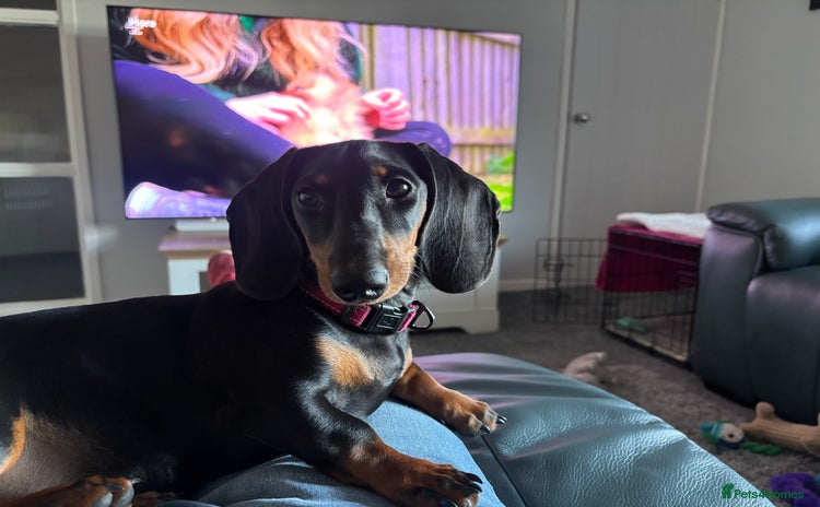 Miniature Dachshund dogs - Advert 16