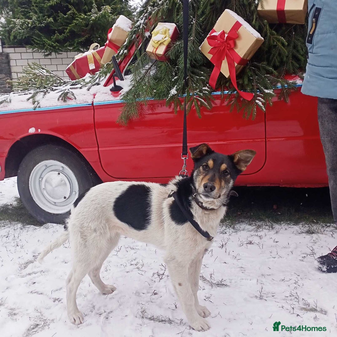 Border Collie dogs for adoption: TRISHA – Female Border Collie - Advert 5