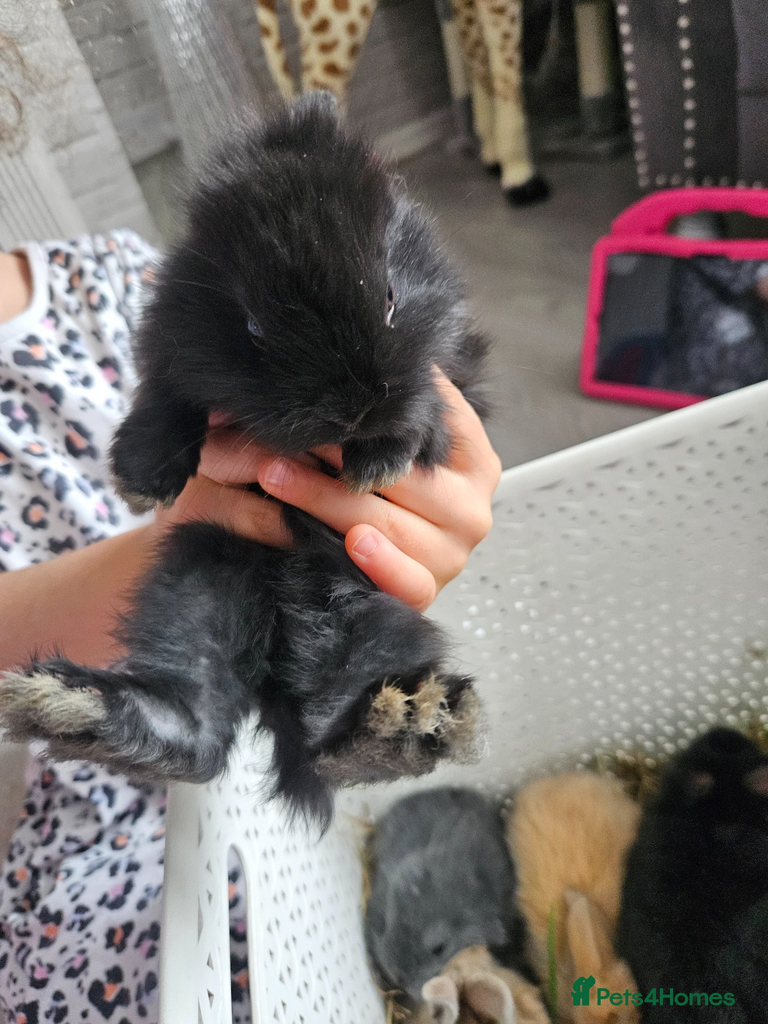 Mixed Breed rabbits for sale: Baby bunny's  - Advert 9