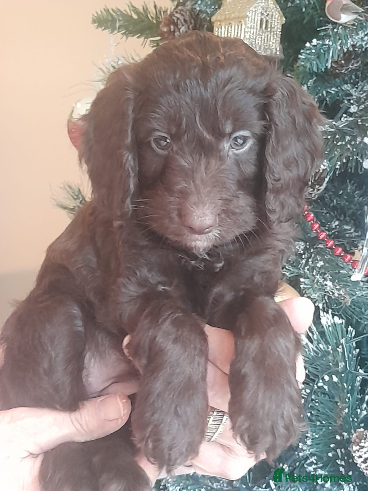 Cockapoo dogs Exceptional F1 Cockapoo puppies  - Advert 15