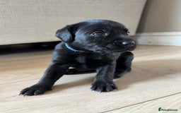Labrador Retriever dogs for sale: Beautiful litter of kc registered labrador  - Image 21