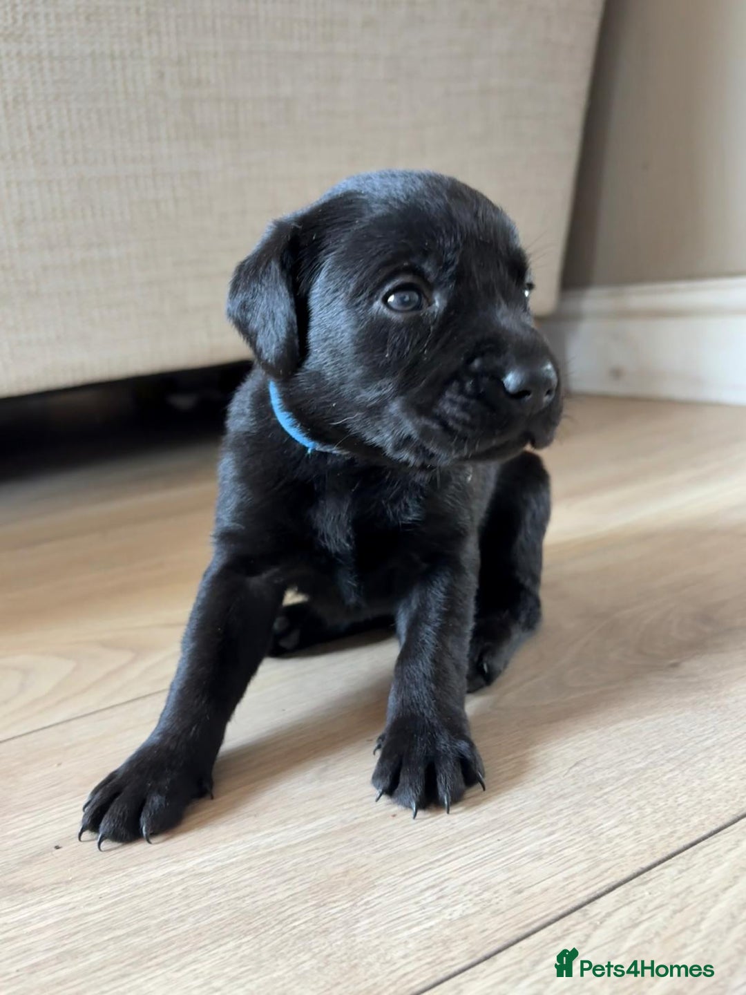 Labrador Retriever dogs for sale: Beautiful litter of kc registered labrador  - Image 21