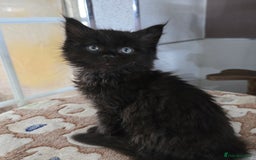 Maine Coon cats for sale: Stunning GCCF Maine Coon kittens  - Image 34