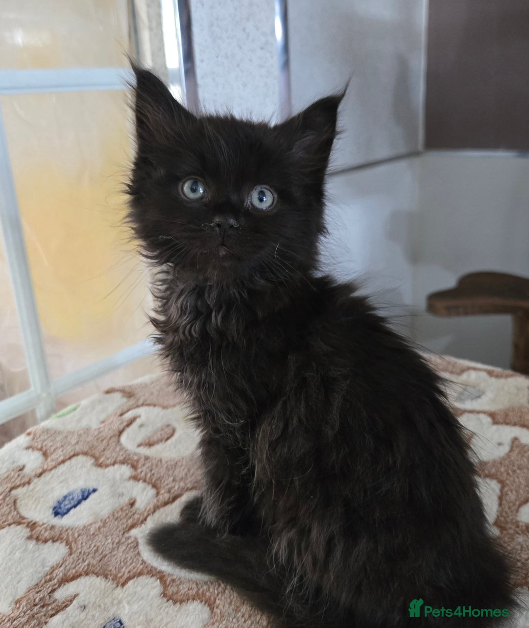 Maine Coon cats for sale: Stunning GCCF Maine Coon kittens  - Image 34
