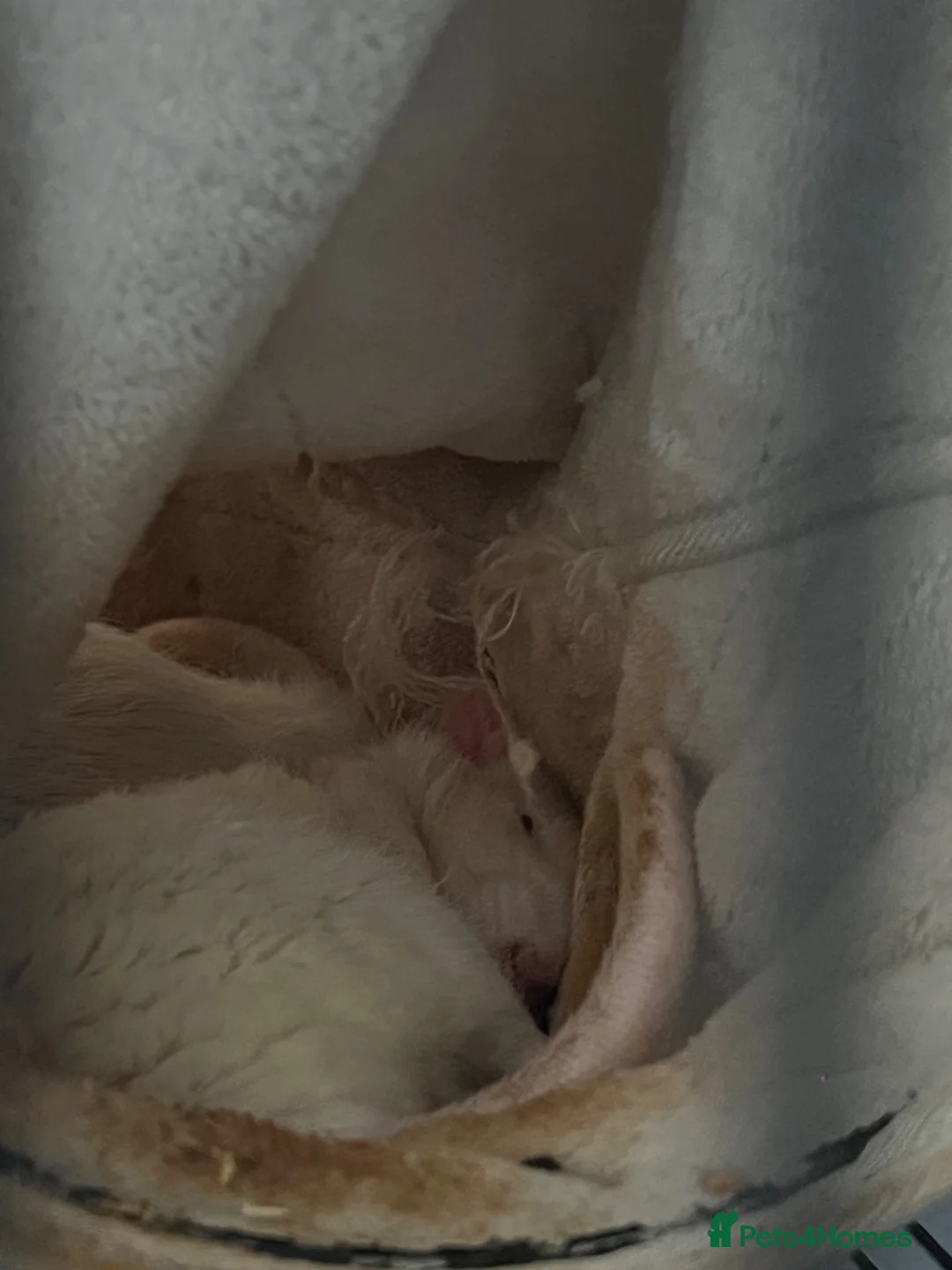 Rat rodents for sale: 3 male rats  - Advert 2