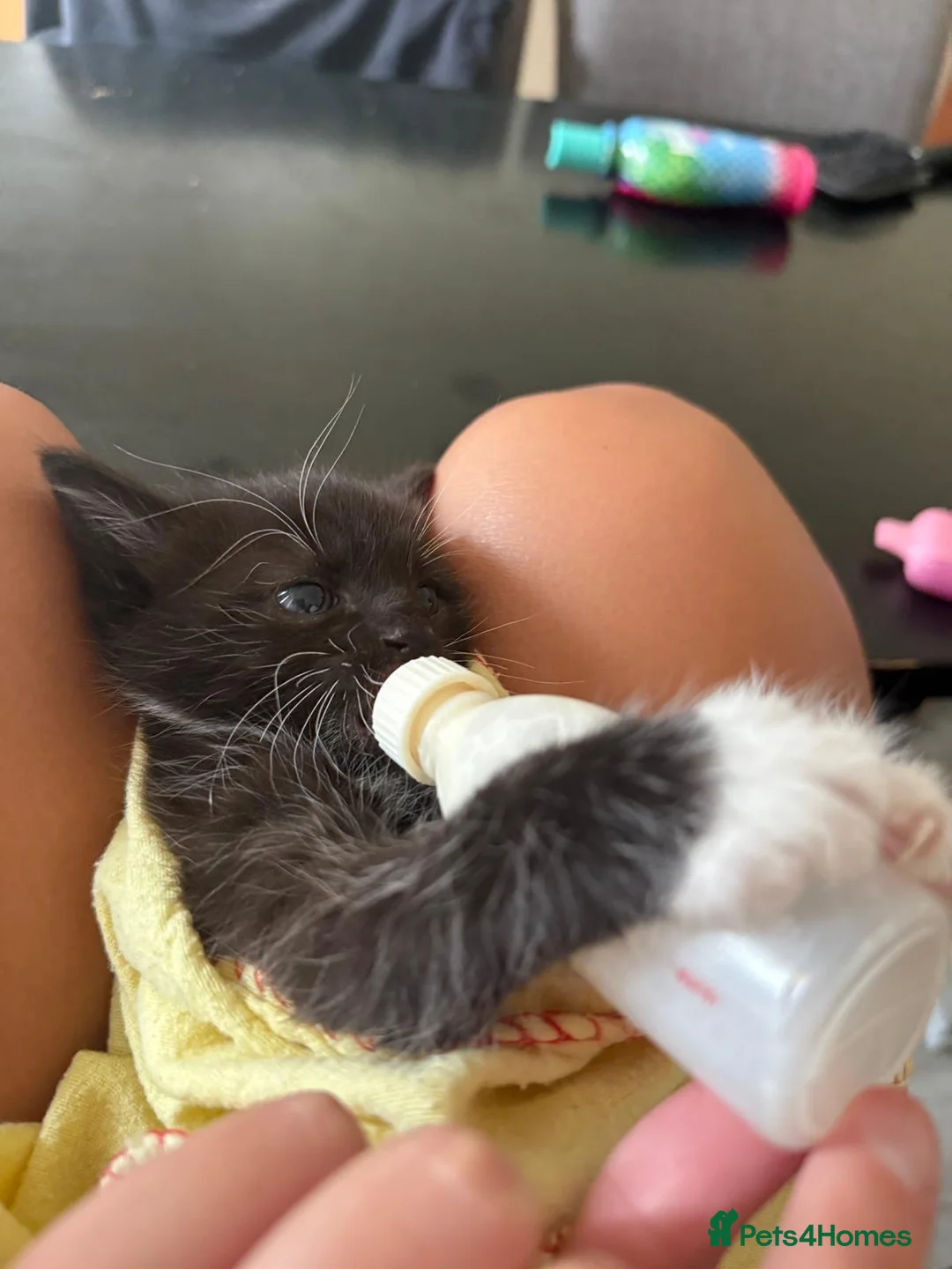Mixed Breed cats for sale: Kittens ready now  - Advert 2