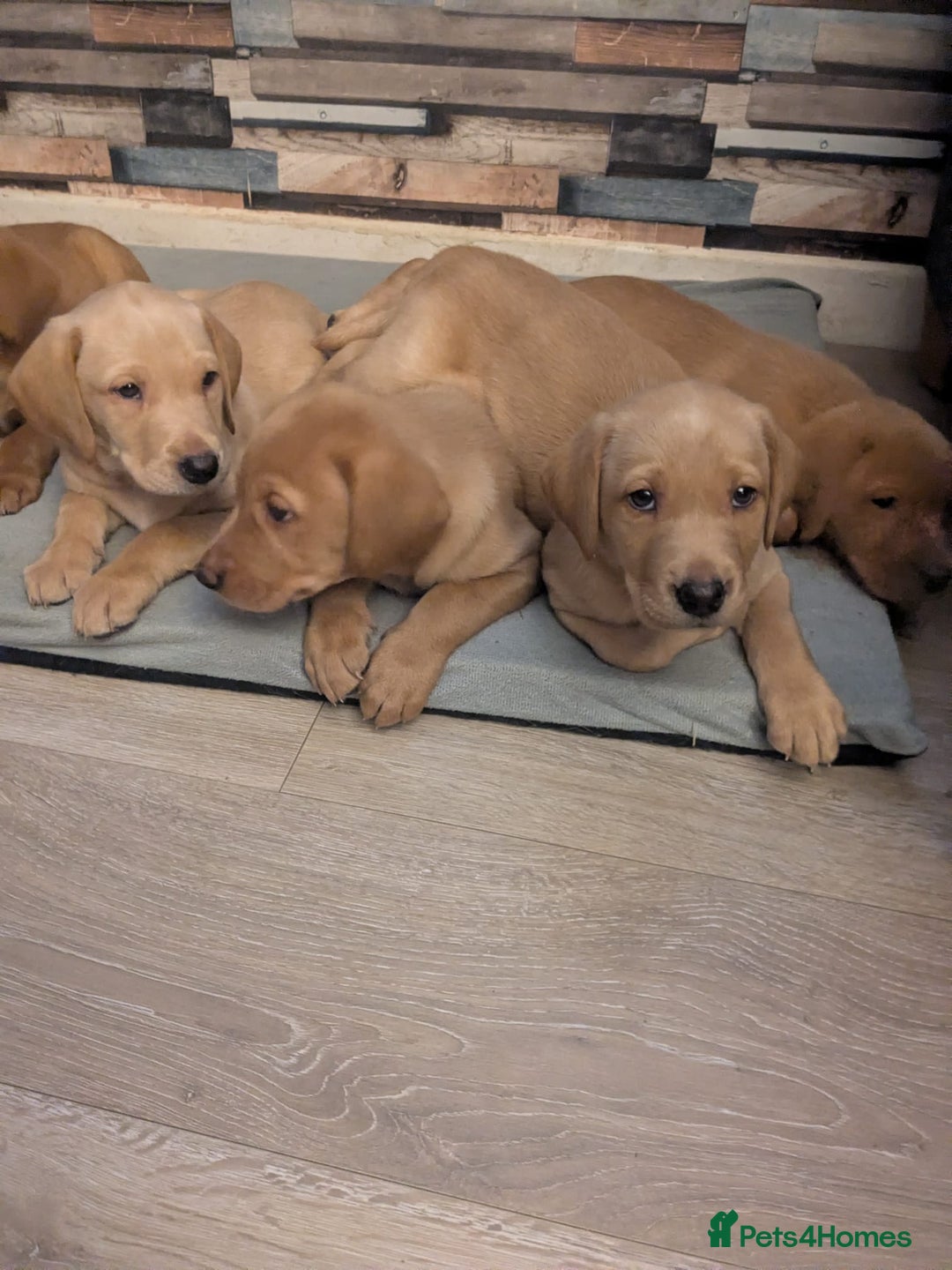 Labrador Retriever dogs for sale:  Fox red shade of yellow Labrador puppies for sale - Advert 12