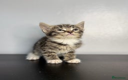 Mixed Breed cats for sale: Beautiful mixed bengal kittens  - Image 8