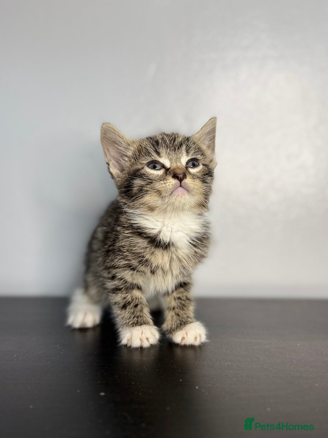 Mixed Breed cats for sale: Beautiful mixed bengal kittens  - Image 8
