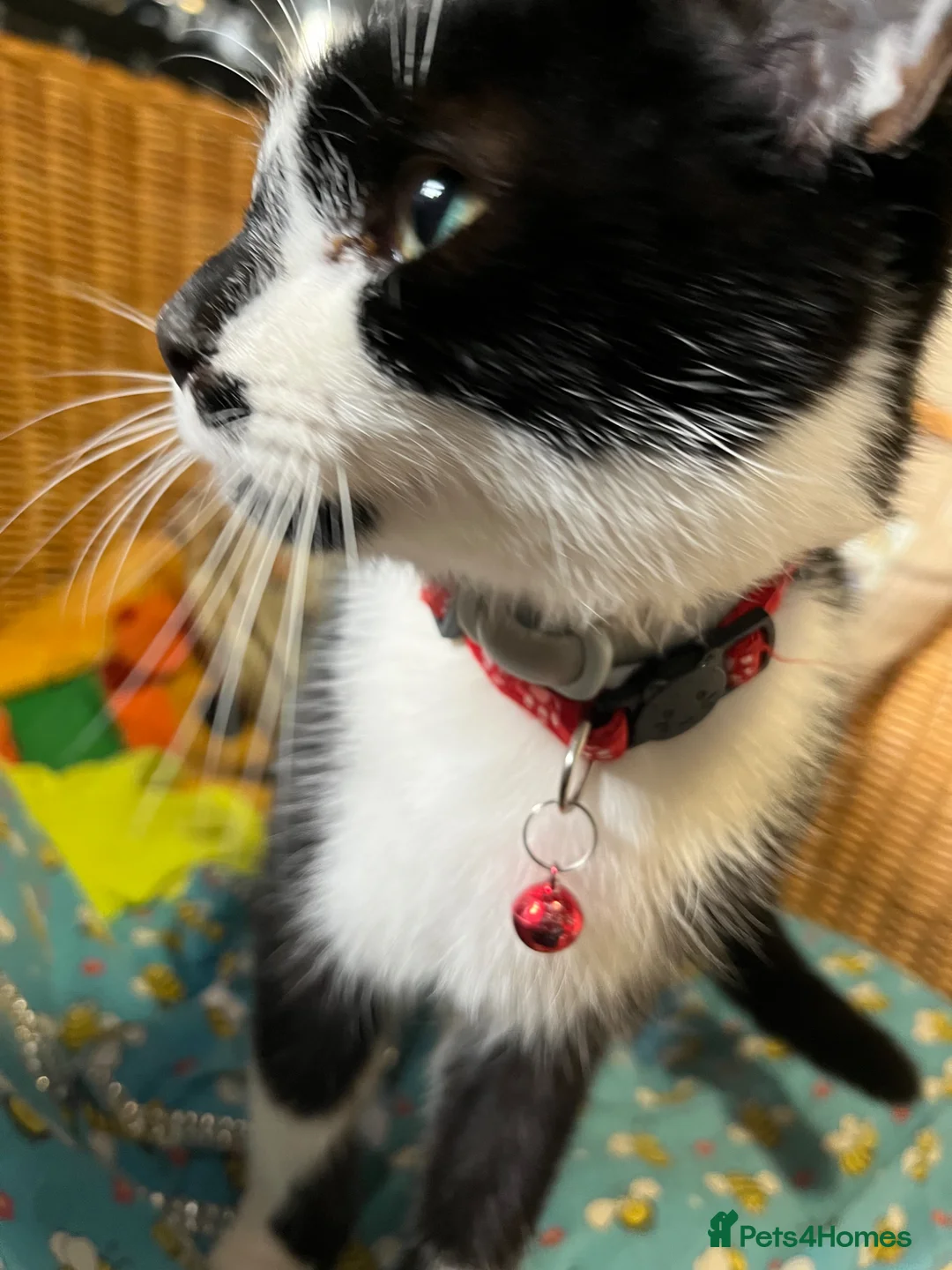 Mixed Breed cats for sale: male cat - Advert 6