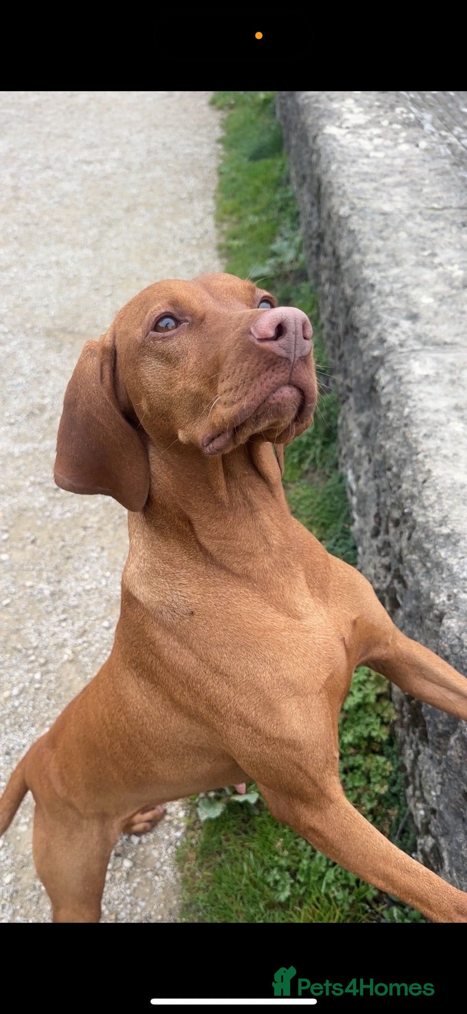 Hungarian Vizsla dogs Champion KC registered Hungarian Vizsla puppies  - Advert 2