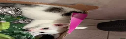 Mixed Breed cats for sale: Kittens  - Advert 12