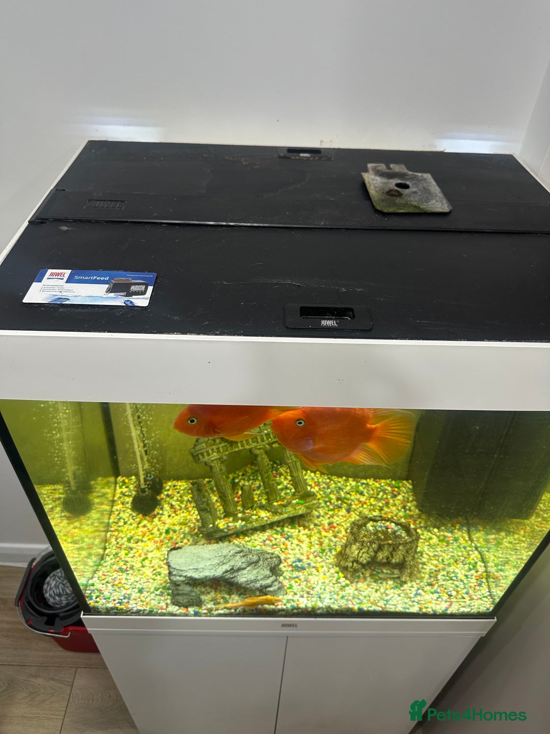 Other/Mixed Breed fish for sale: Jewel lido 200 fish tank and 7 fish - Advert 3