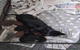 Miniature Dachshund dogs for sale: Kc registered miniature dashchund  - Image 5