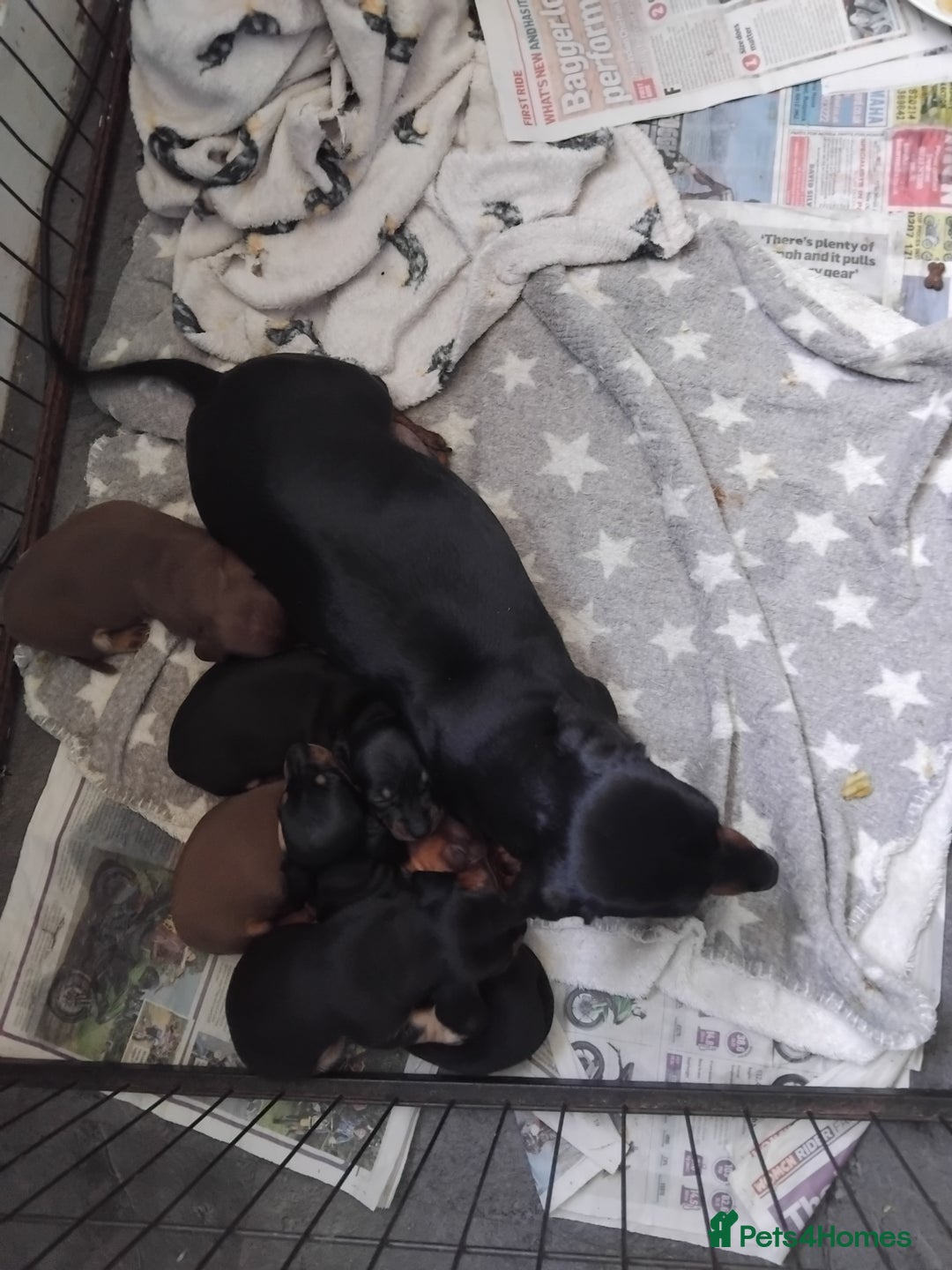 Miniature Dachshund dogs for sale: Kc registered miniature dashchund  - Image 5