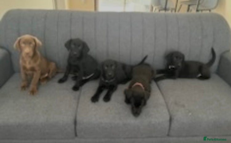 Labrador Retriever dogs - Advert 2