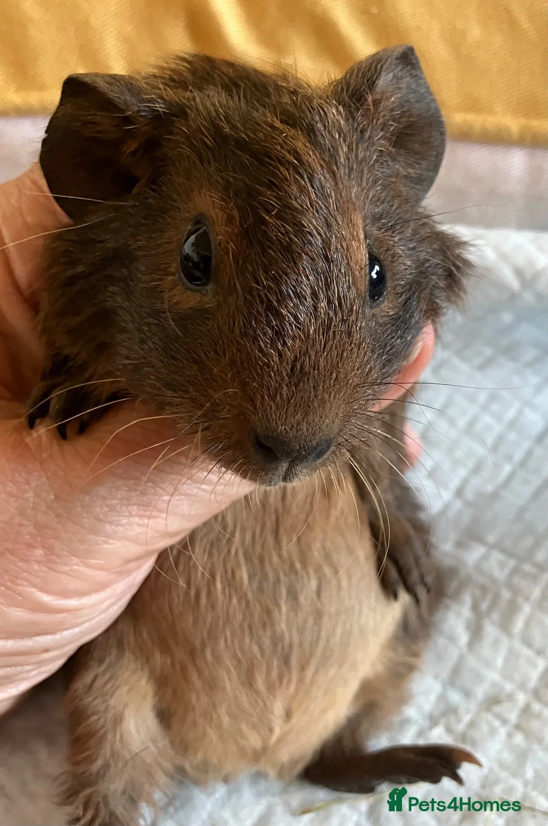 Guinea Pig rodents for sale: Lovely guinea pig babies  - Advert 14