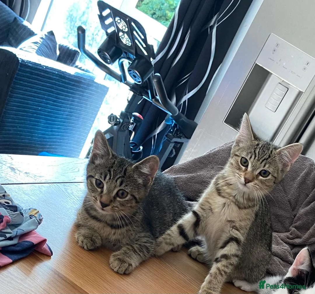 Mixed Breed cats for sale: 2 short hair, moggy, kittens. in West Malling - Advert 1