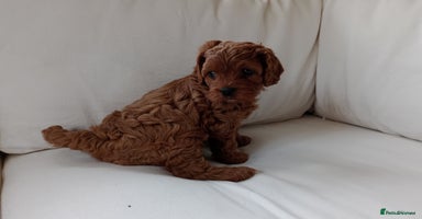 Cavapoo dogs - Advert 15