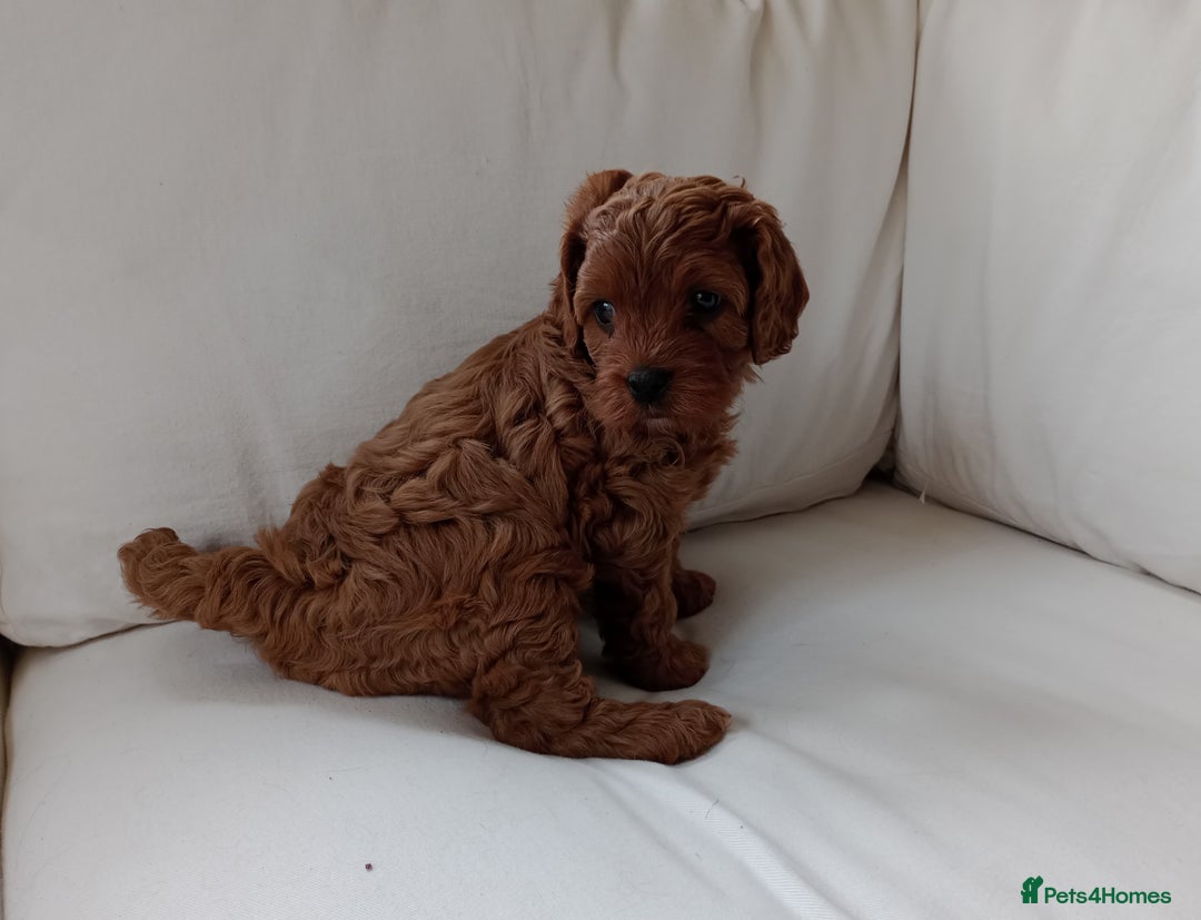 Cavapoo dogs for sale: Gorgeous Red F1 Cavapoo Puppies With H/T Parents - Image 3
