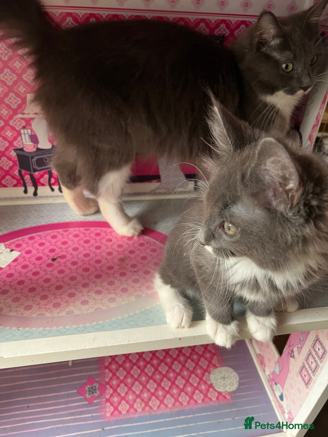 Maine Coon cats for sale: 3 Beautiful Main Coon - Image 17