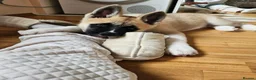 Akita dogs for sale: KC Registered American Akita male puppy 12 weeks in Edinburgh - Advert 2