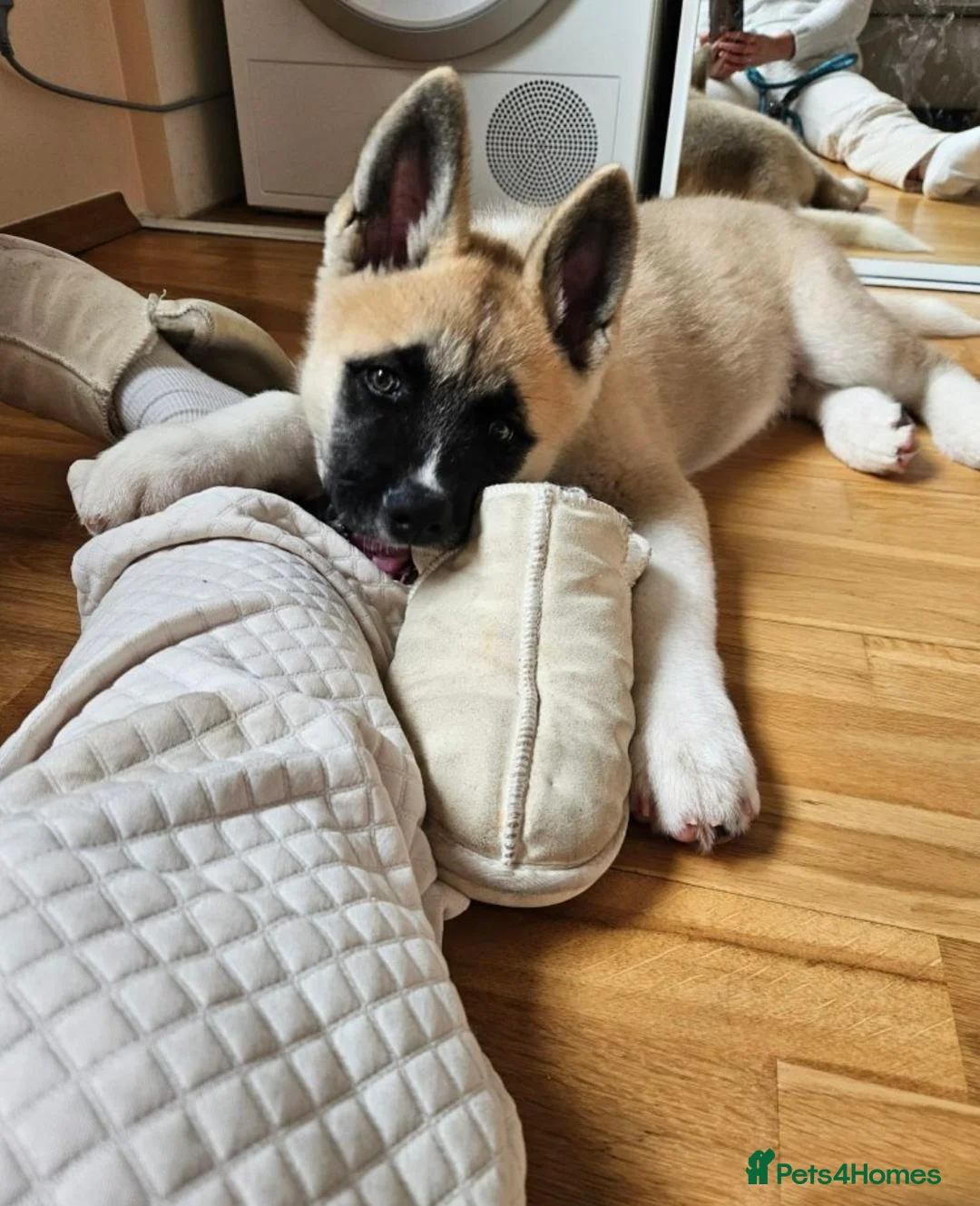 Akita dogs for sale: KC Registered American Akita male puppy 12 weeks in Edinburgh - Advert 2