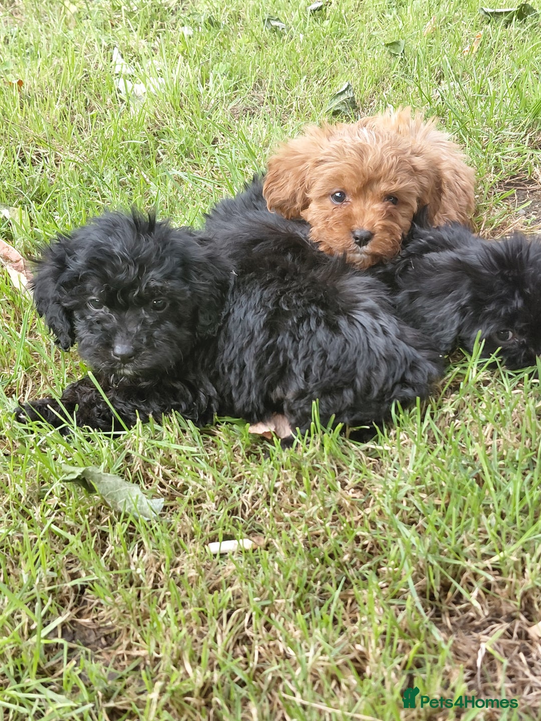 Cavapoo dogs for sale: Beautiful cavapoos  - Image 13