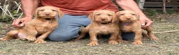 Hungarian Vizsla dogs for sale: Wirehaired Hungarian Vizsla 💕 Ready to Go Home  - Advert 1