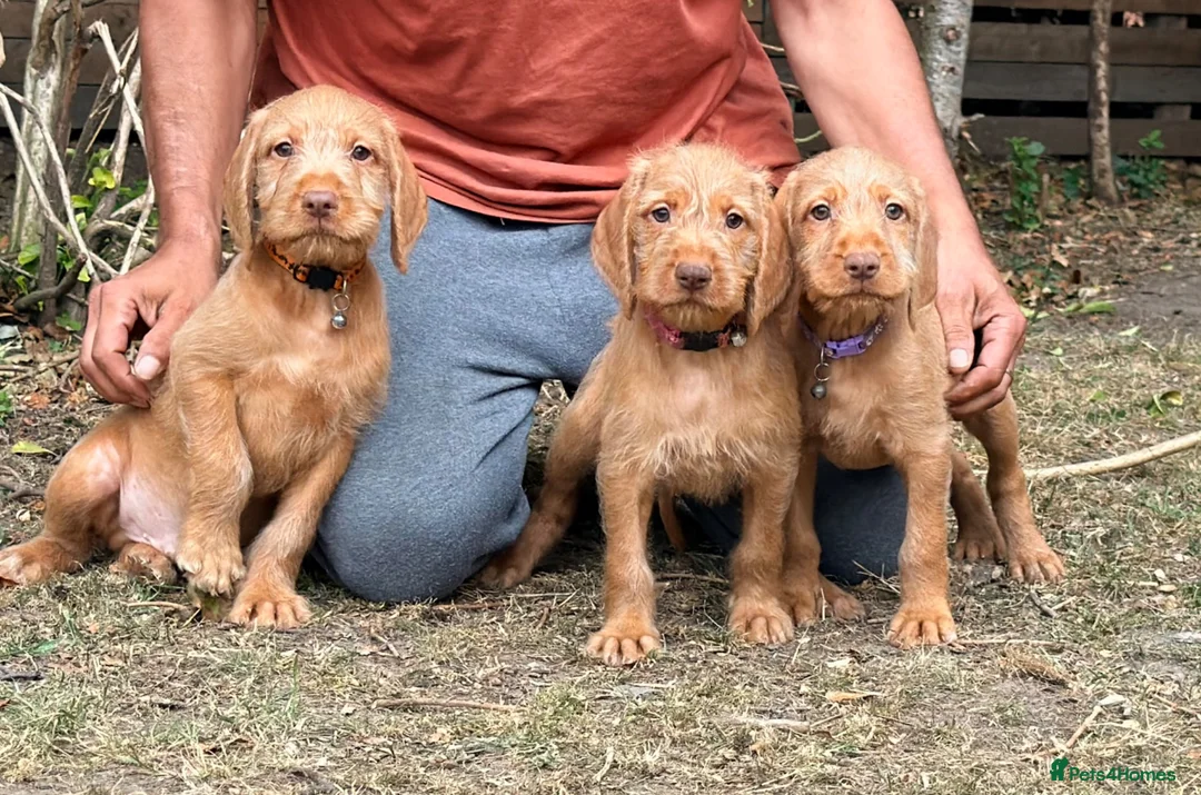 Hungarian Vizsla dogs for sale: Wirehaired Hungarian Vizsla 💕 Ready to Go Home  - Advert 1