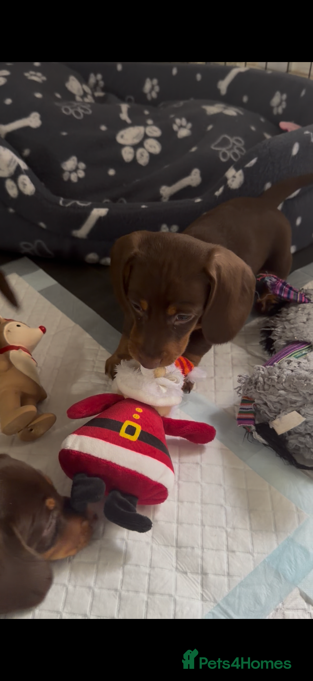 Miniature Dachshund dogs for sale: Stunning minature dachshunds  - Advert 26