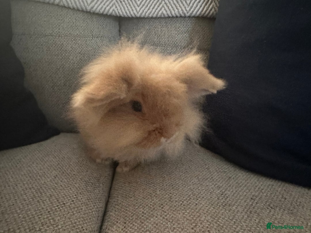 Lionhead rabbits for sale: 2 Year Old Female Lionhead Rabbit ‘Billie’ - Advert 7