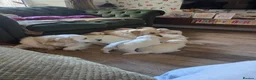 Golden Retriever dogs for sale: Golden retriever puppies  - Advert 21