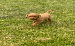 Labrador Retriever dogs for sale: Stunning ftch fox red puppies - Image 22