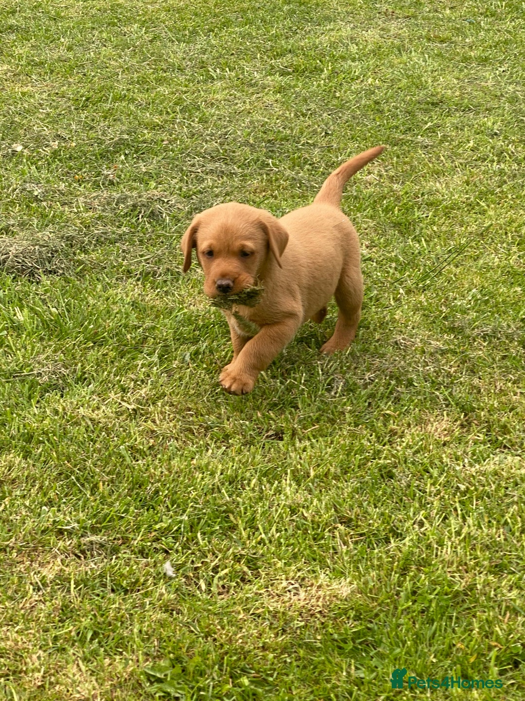 Labrador Retriever dogs for sale: Stunning ftch fox red puppies - Image 22