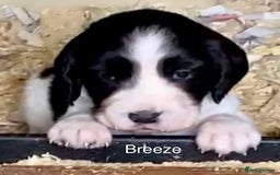 Sprocker dogs for sale: My sweet peas SPECIAL indeed x - Image 21