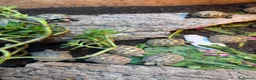 Hermann Tortoise reptiles for sale: Hermann tortoise hatchling, 2025, for sale  - Advert 3
