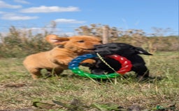 Labrador Retriever dogs for sale: Labrador puppies - Image 1