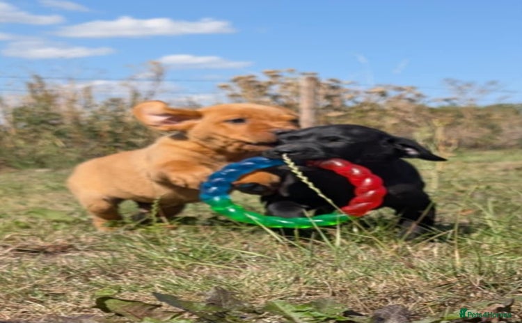 Labrador Retriever dogs - Advert 12