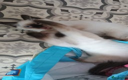 Ragdoll cats for sale: Ragdoll kitten for sale - Image 4