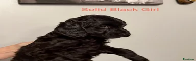 Cockapoo Puppy 3