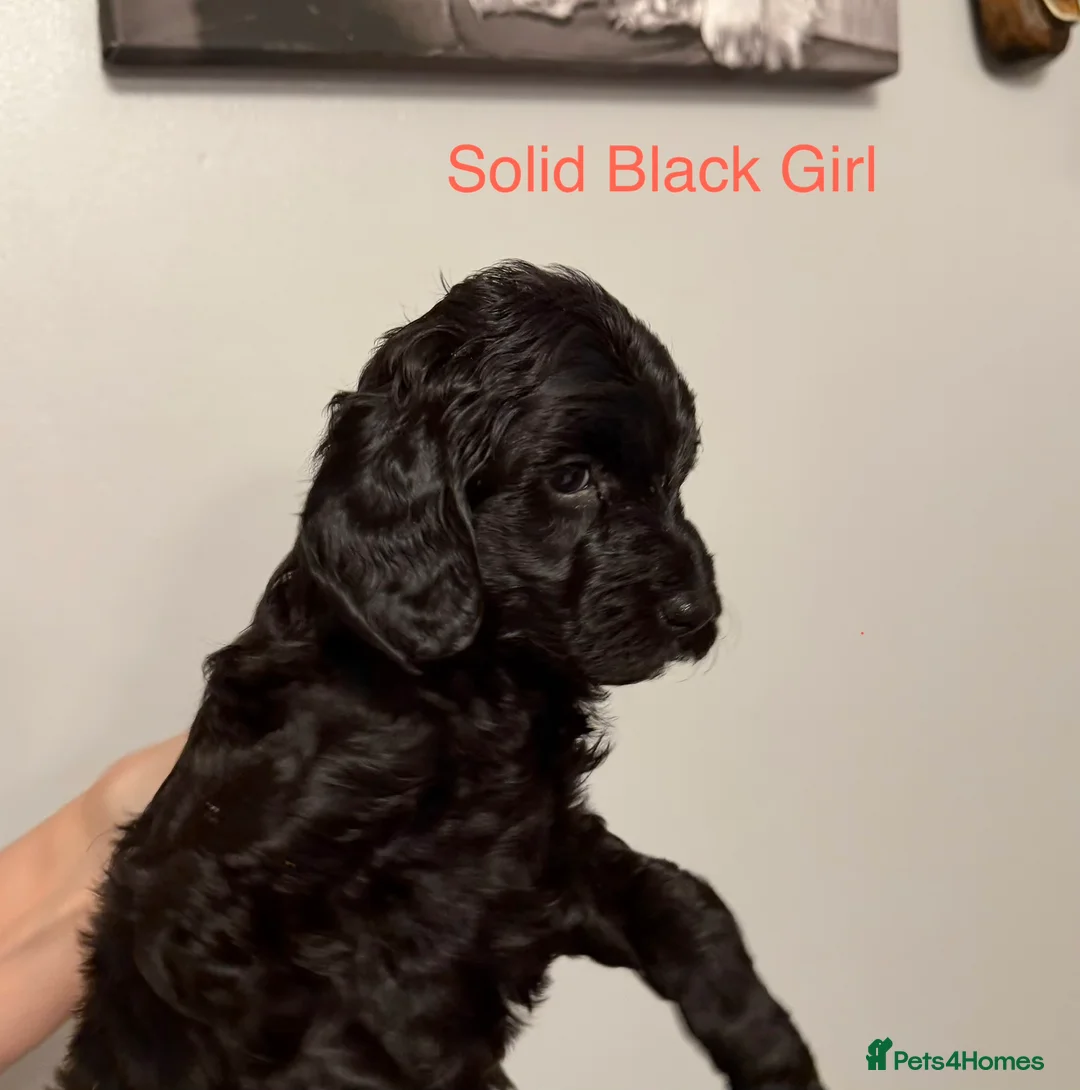 Cockapoo dogs for sale: F2Bb cockapoo puppies - Advert 2