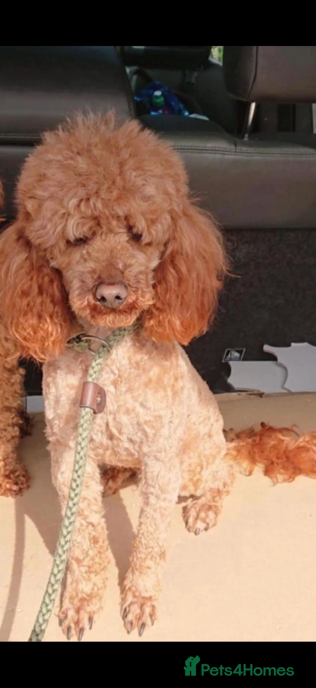 Labradoodle dogs for sale: Beautiful labradoodle puppy’s for sale - Advert 2