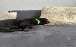 German Shepherd dogs for sale: ALFREDO  - Image 21