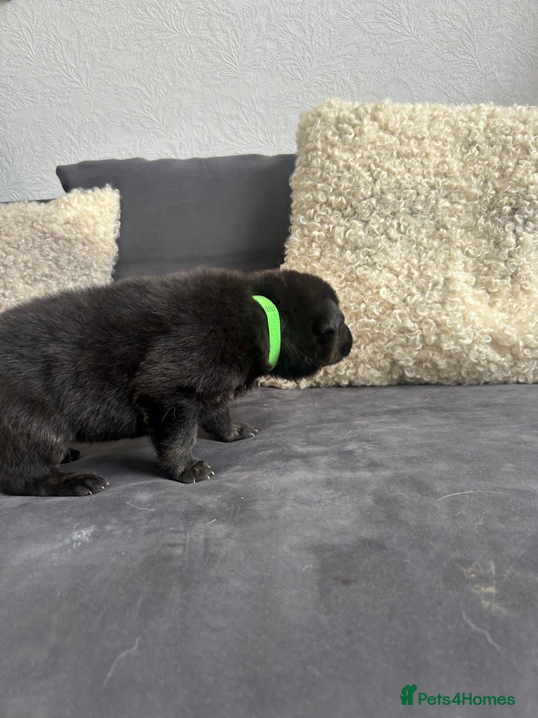German Shepherd dogs for sale: ALFREDO  - Image 21